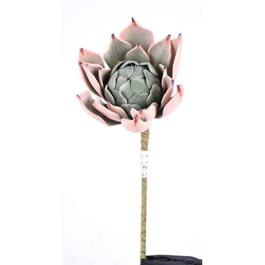 Suculenta 11"x 5"