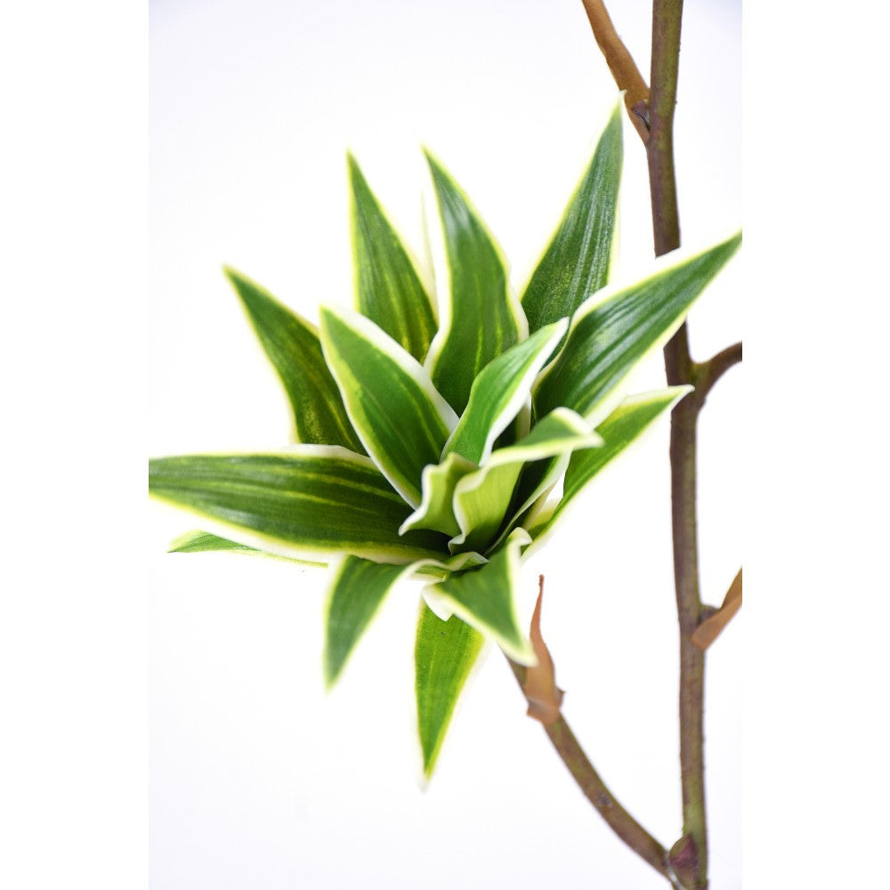 Dracaena en Vara