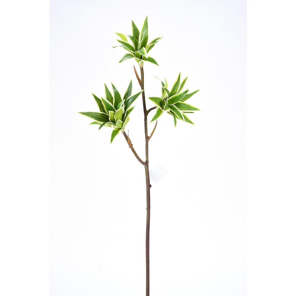 Dracaena en Vara