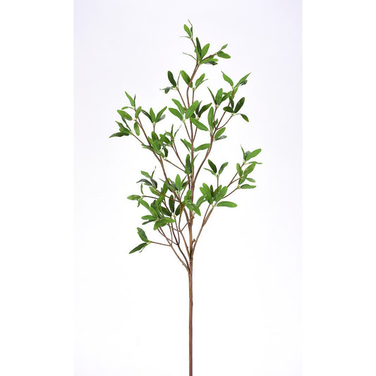 Rama Myrtle