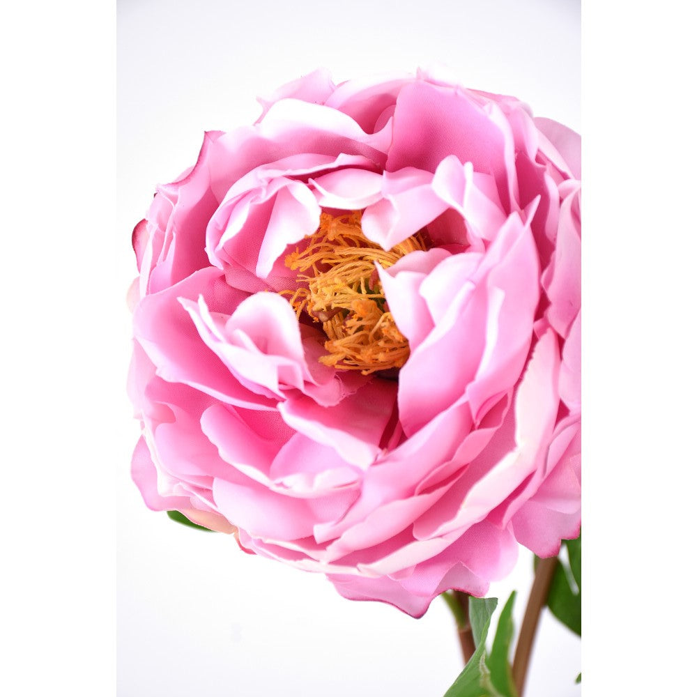 Peonia Rosa 26"