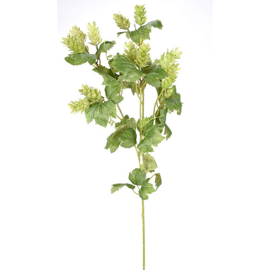 Tallo HOPS