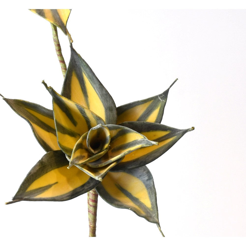Rama Haworthia