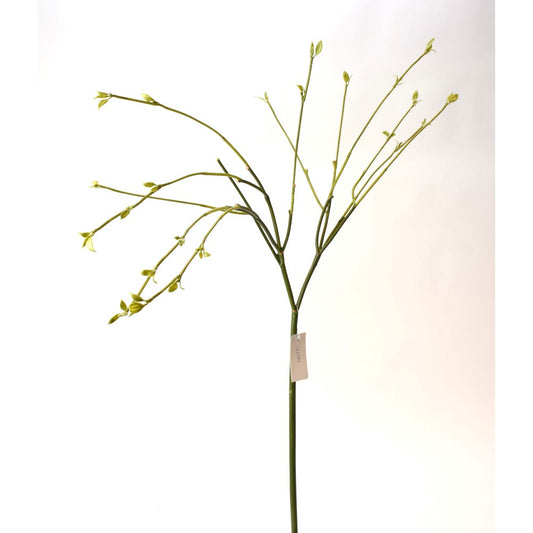 Rama Twig Budding