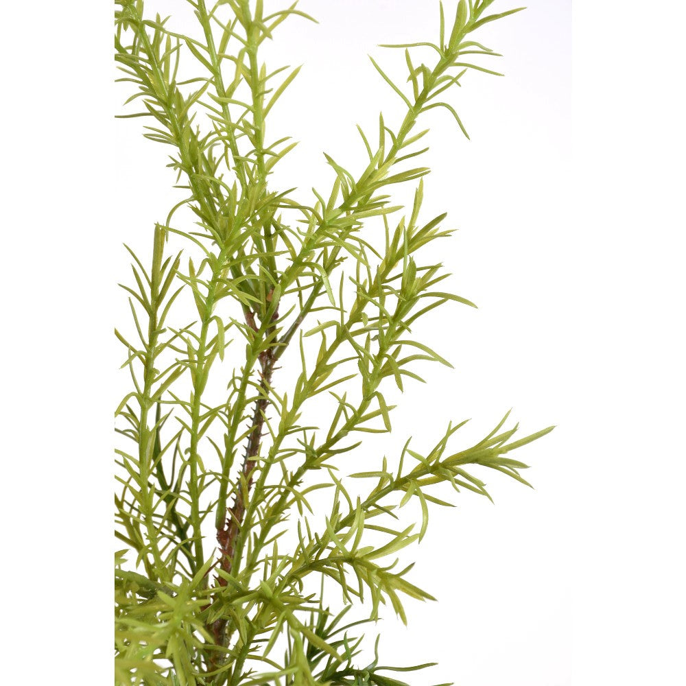 Rama Melaleuca