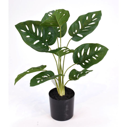 Monstera 19"