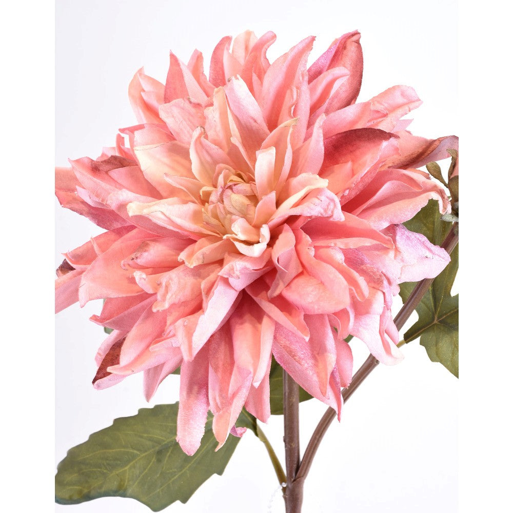 Dalia Rosa Seca