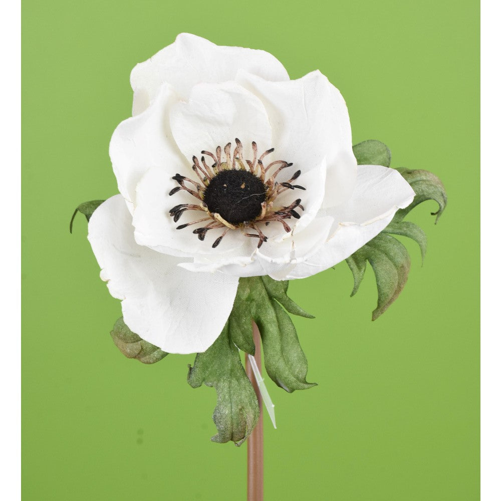 Amapola Blanca Seca