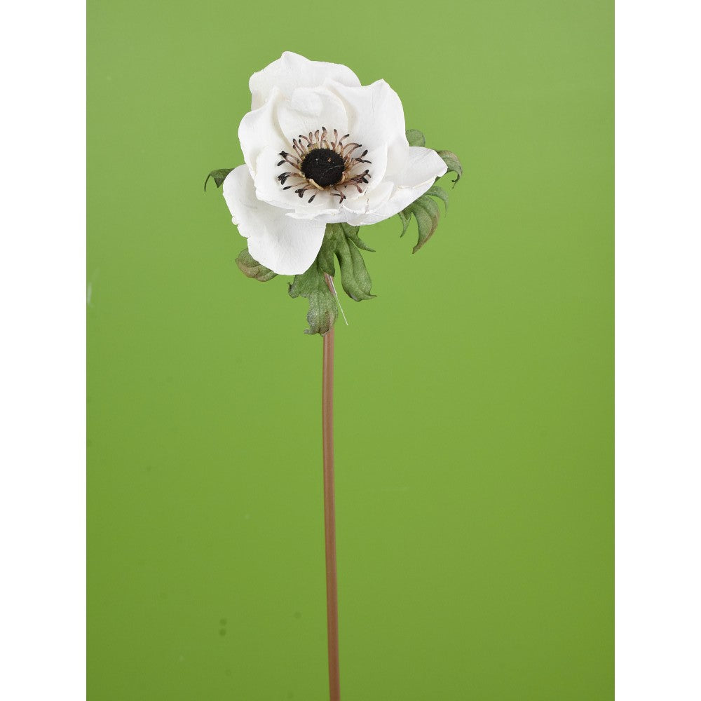 Amapola Blanca Seca