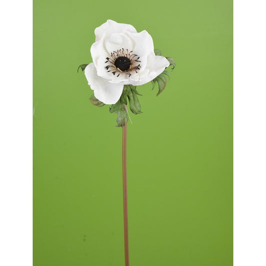 Amapola Blanca Seca