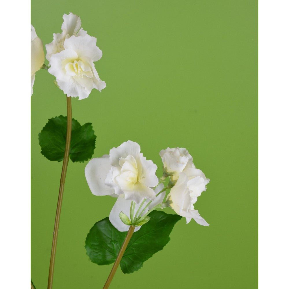 Begonia Blanca Real Touch