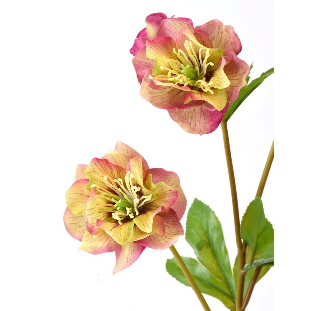 Helleborus Rosa Real Touch