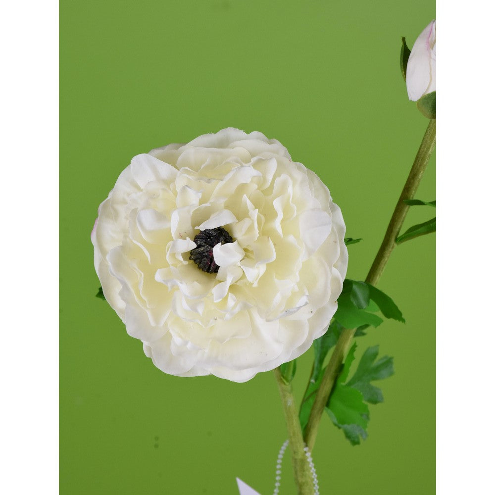 Ranunculus Blanco Real Touch
