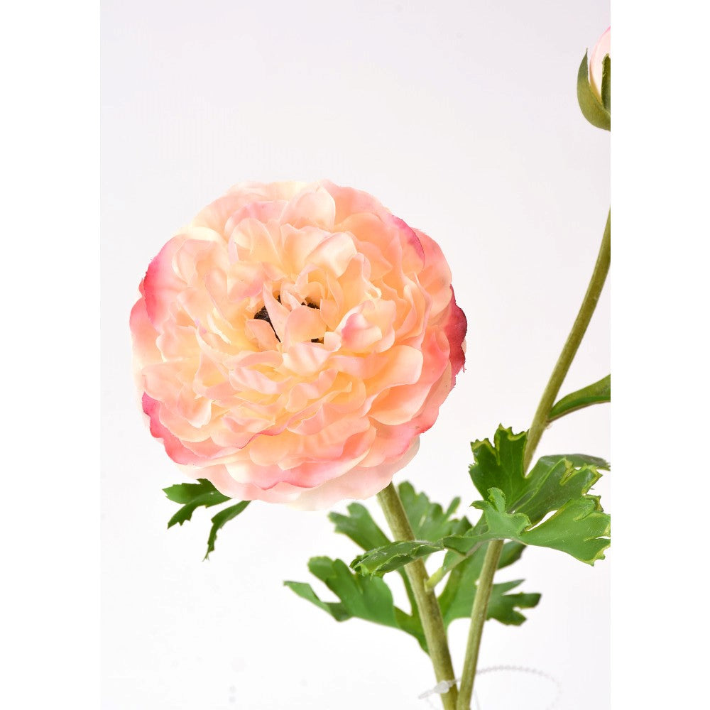 Ranunculus Rosa Real Touch
