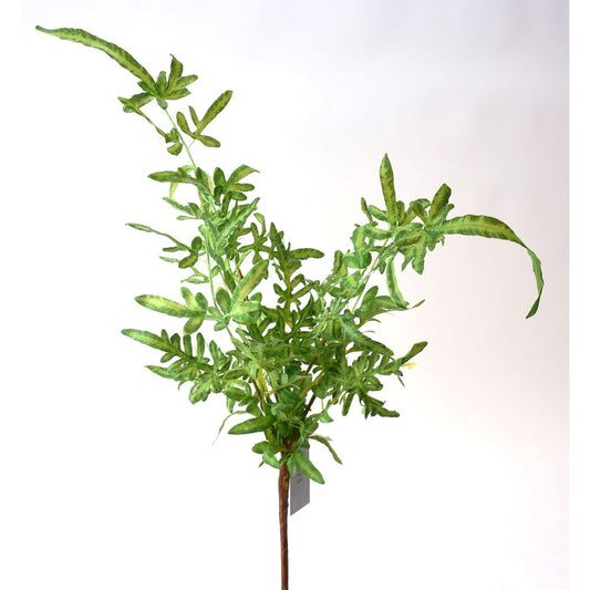 Helecho Pteridaceae