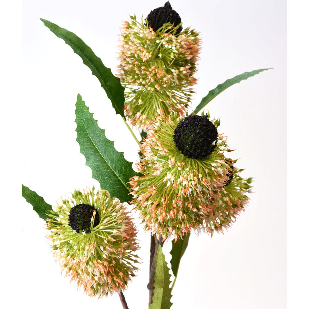 Banksia Verde