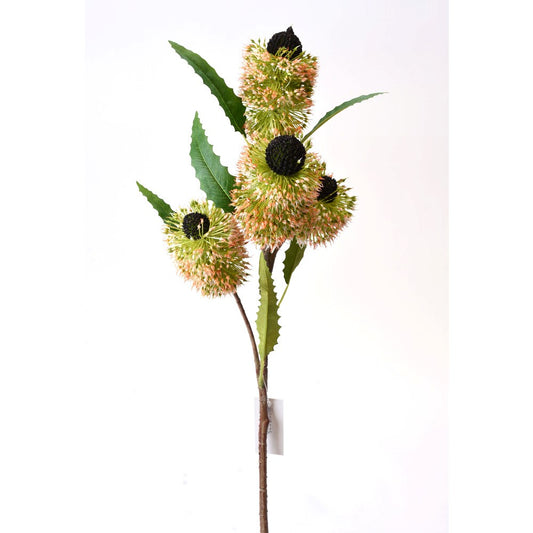 Banksia Verde