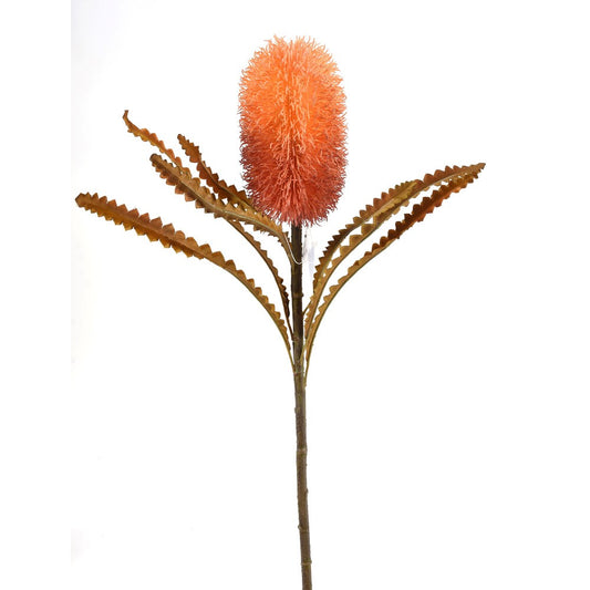 Banksia Naranja