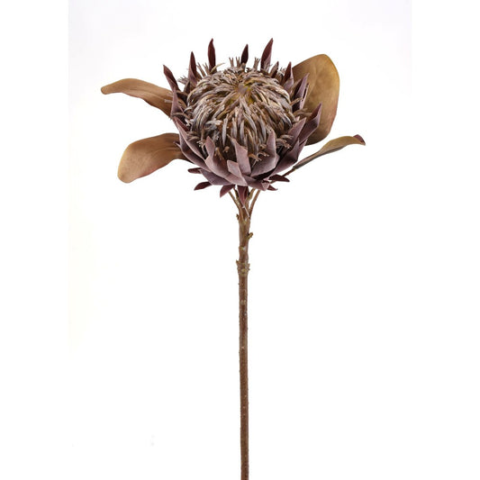 Protea Seca
