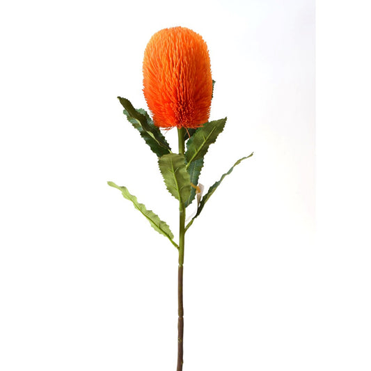 Banksia Naranja
