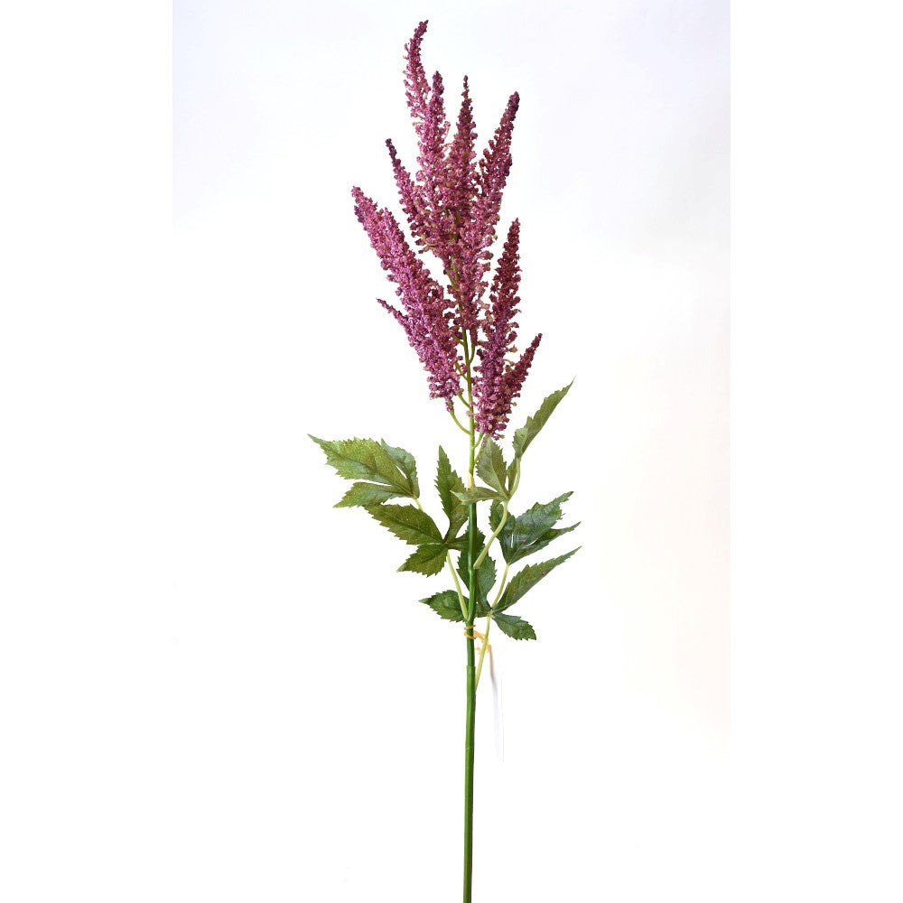 Astilbe lila