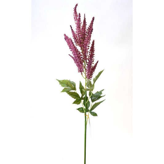 Astilbe lila