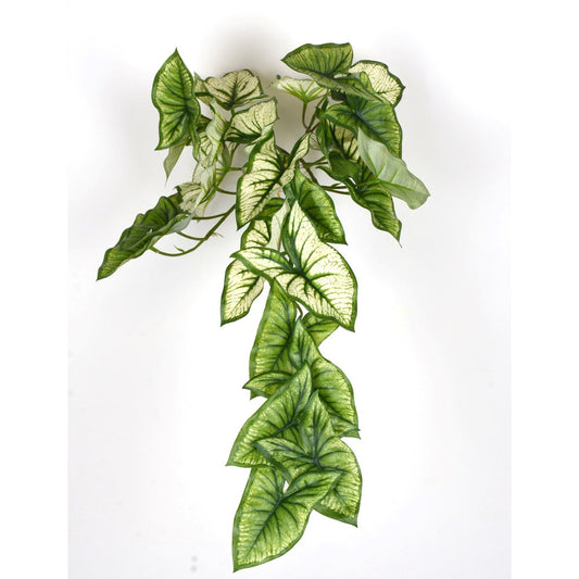 Caladium Bush