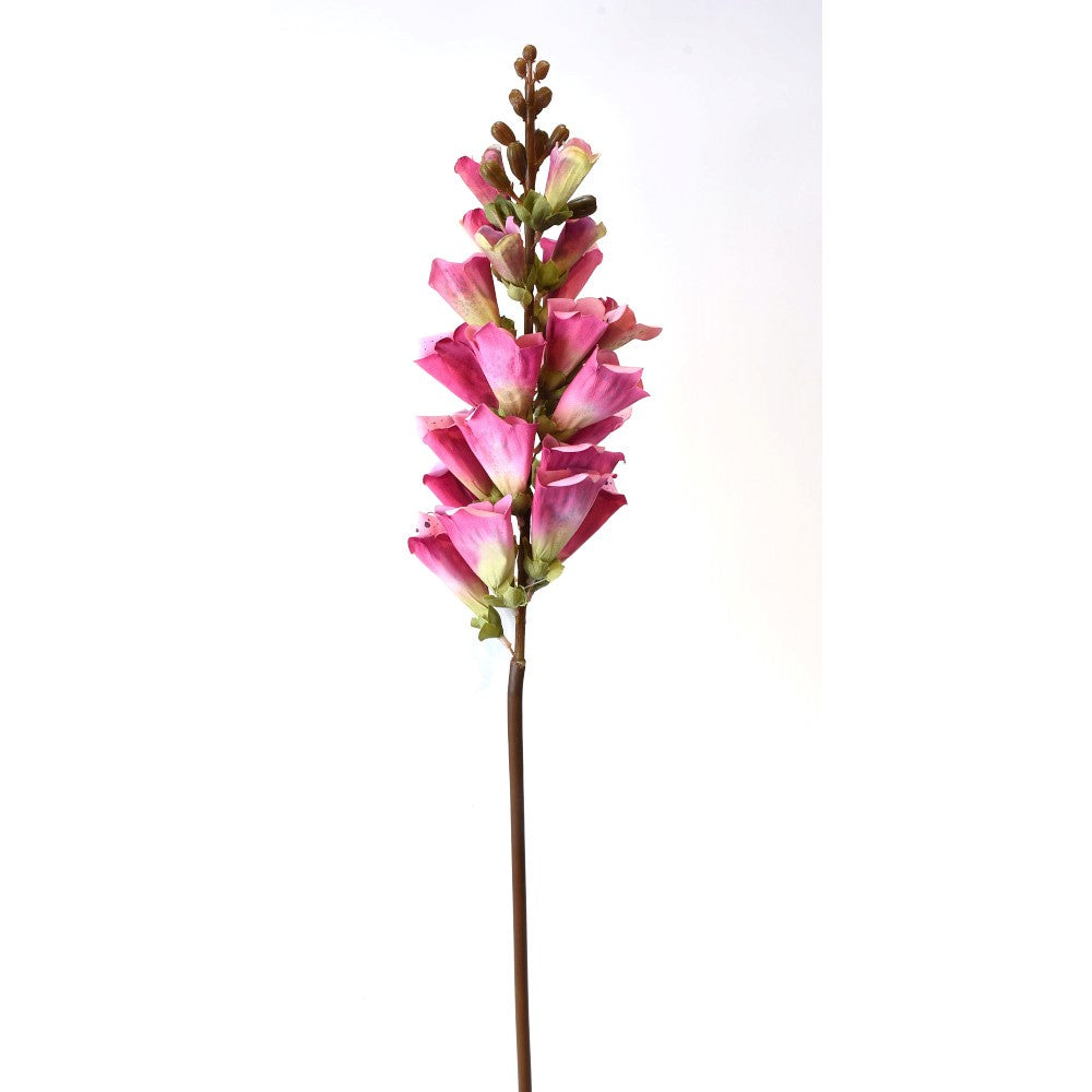 Foxglove Rosa