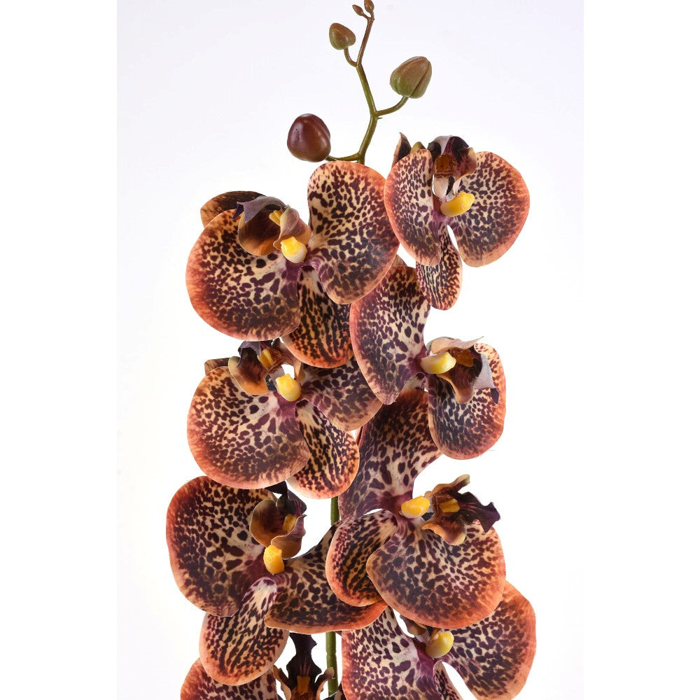 Orquídea Chocolate