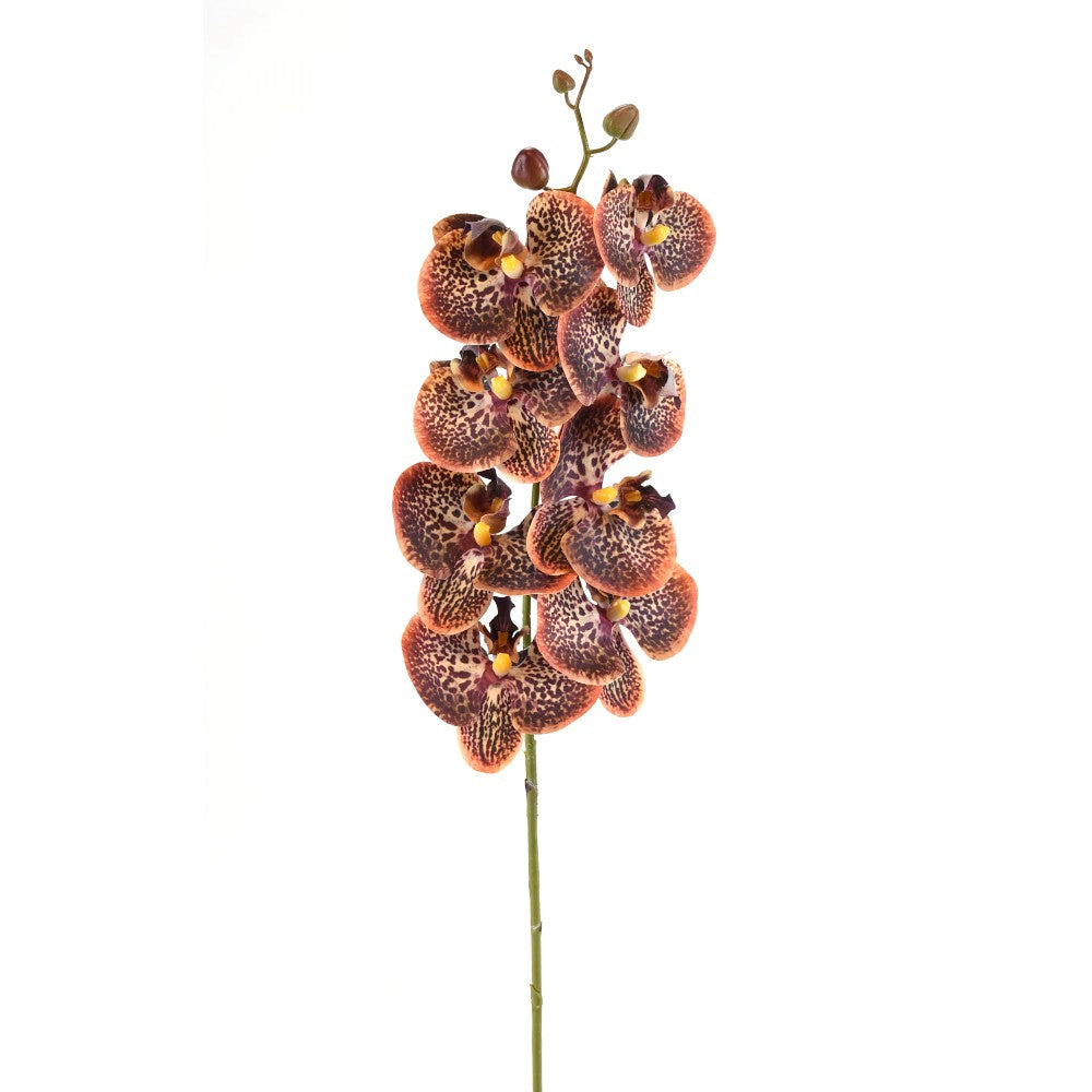 Orquídea Chocolate