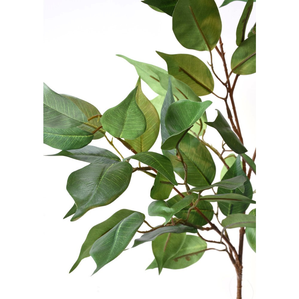 Hoja Banyan