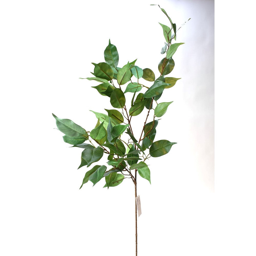 Hoja Banyan