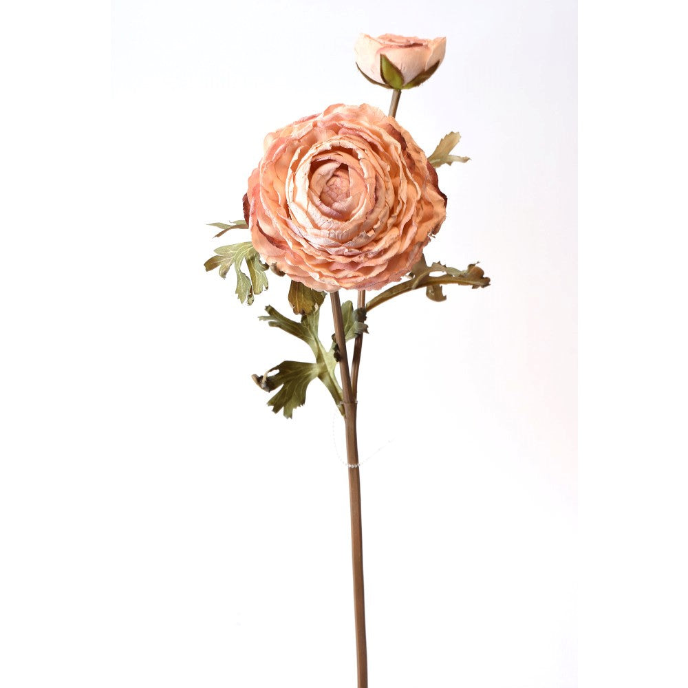 Ranunculus Rosa Seco