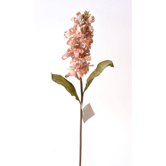 Stock seca Rosa