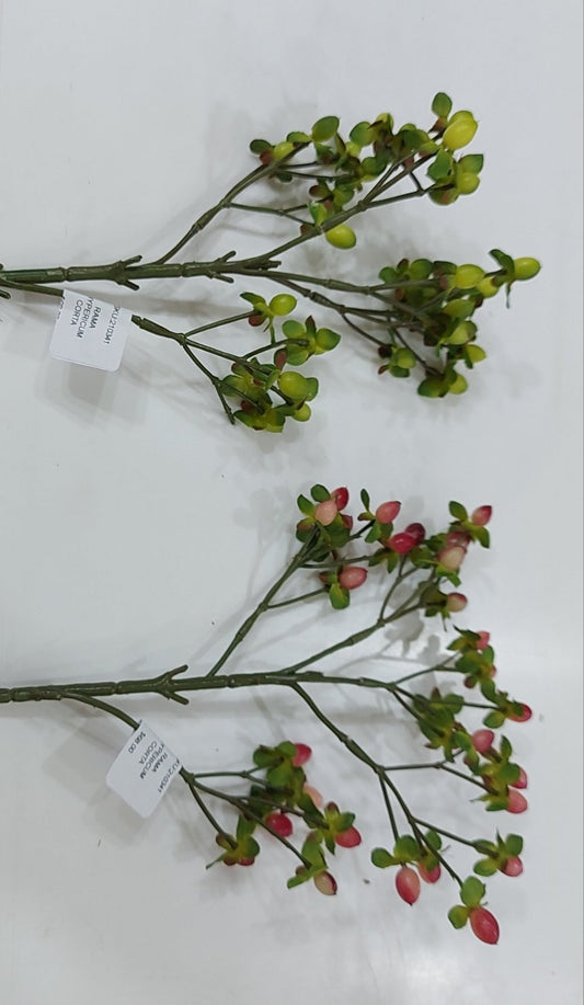 Rama Hypericum Corta