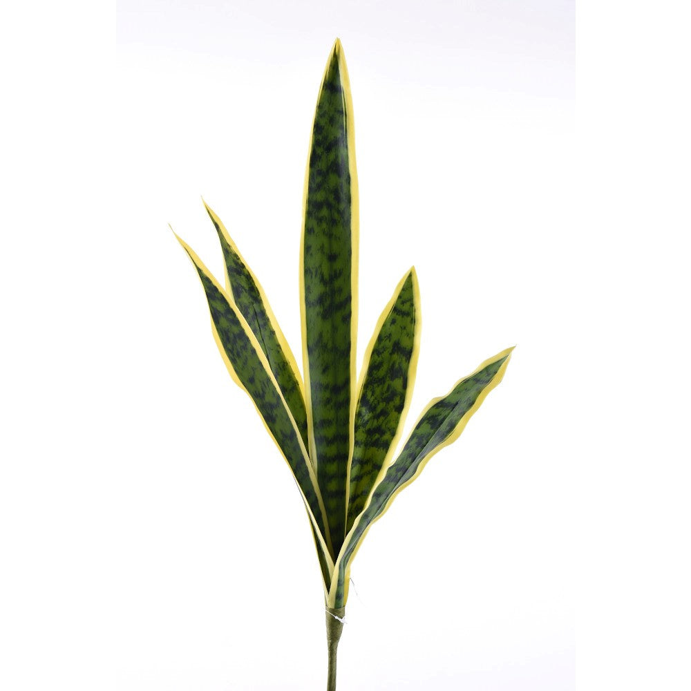 Dracaena 28"