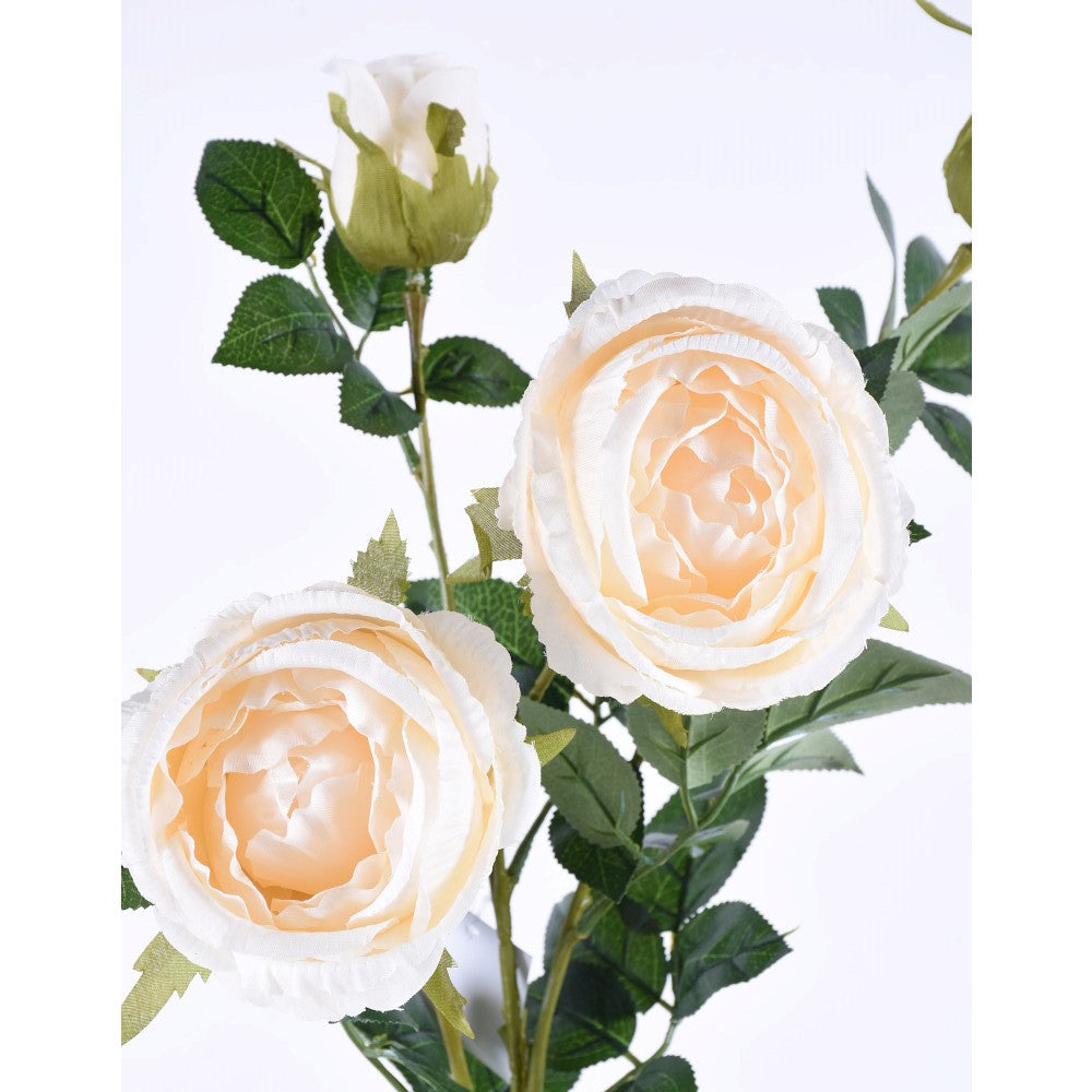 Rosa Crema 34"