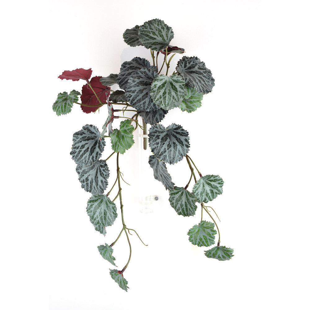 Hojas Begonia 16"