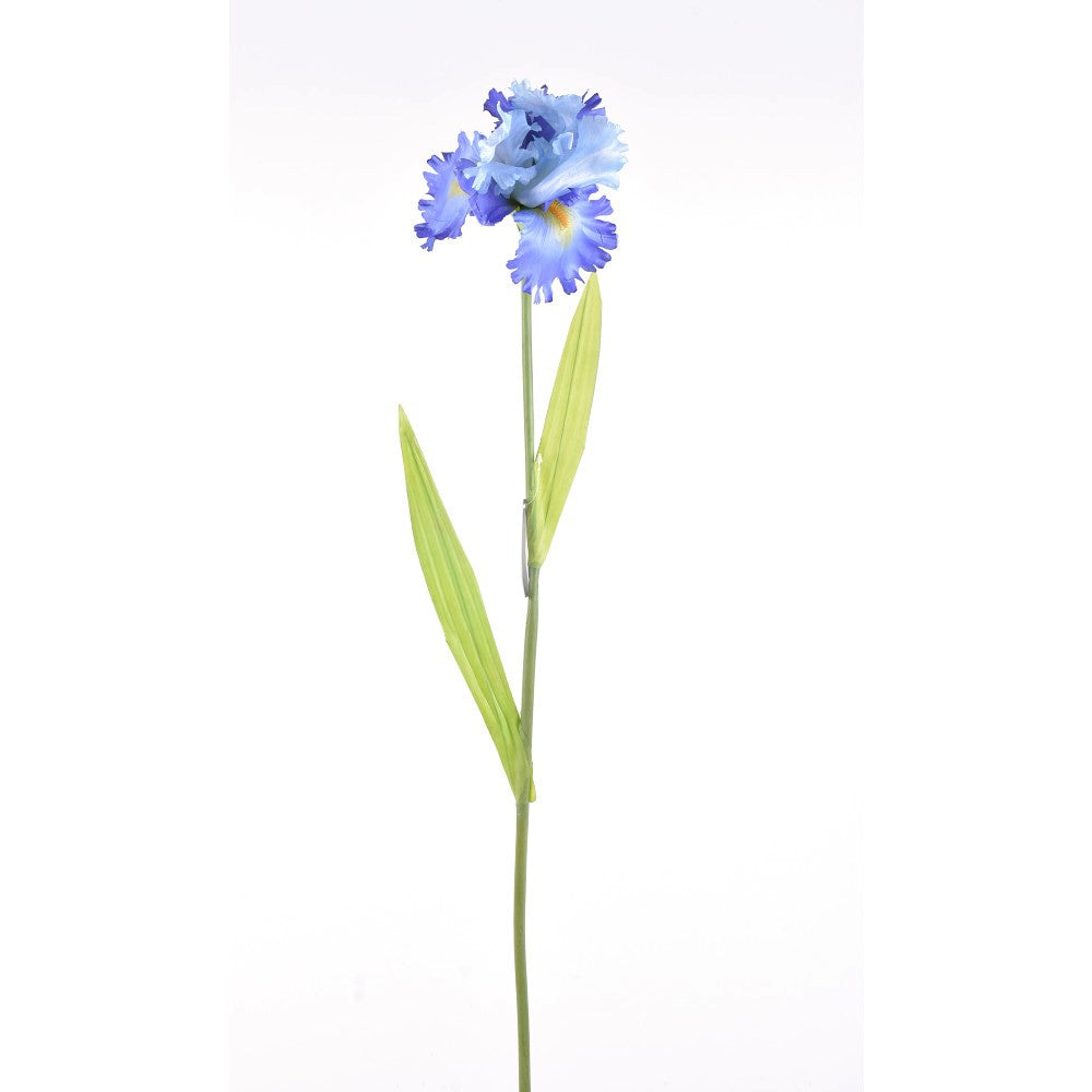 Iris Azul 36"