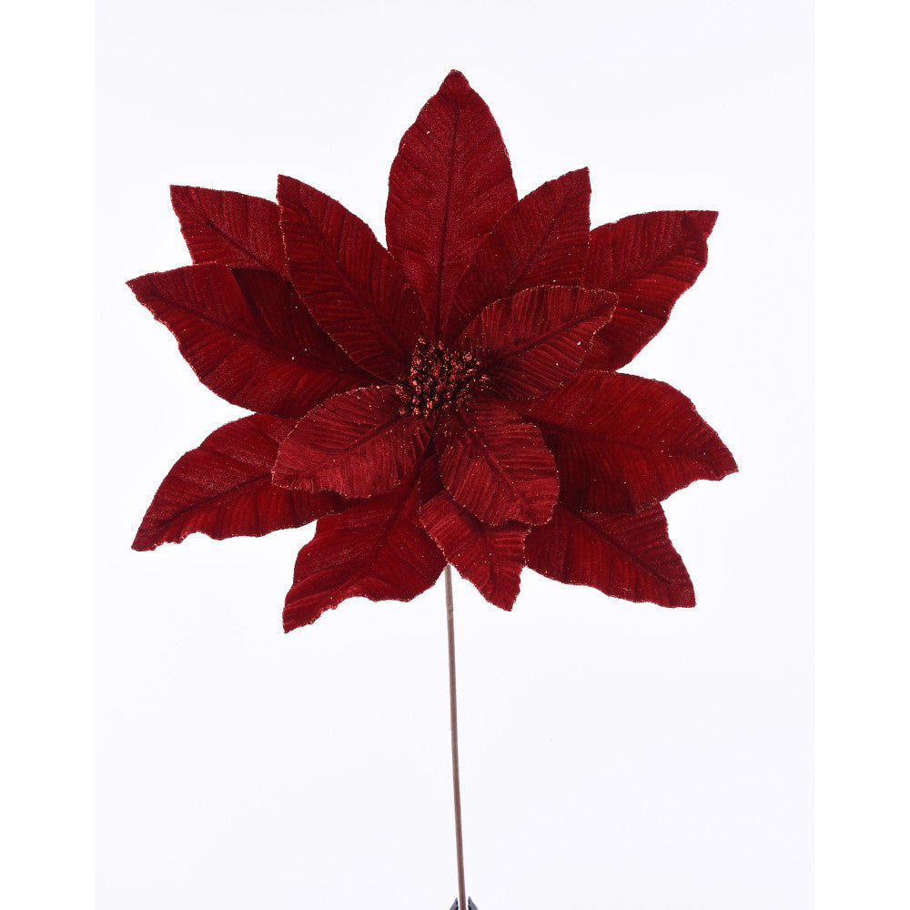 Nochebuena Rojo Quemado