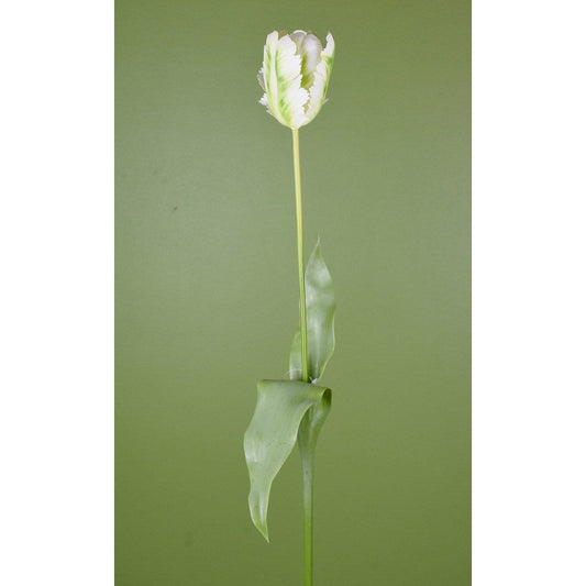 Tulipan Blanco