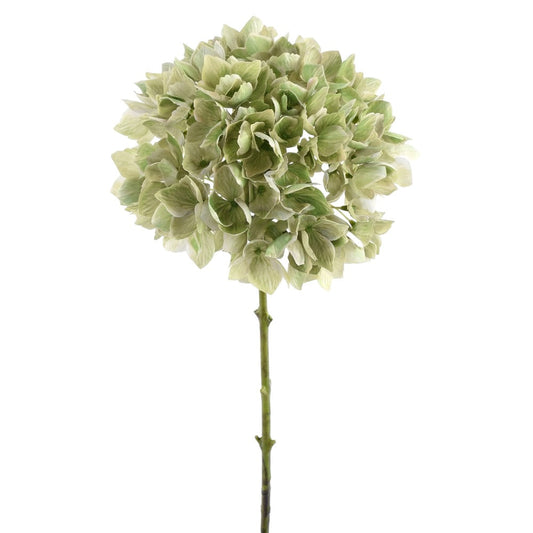 Hortensia Verde