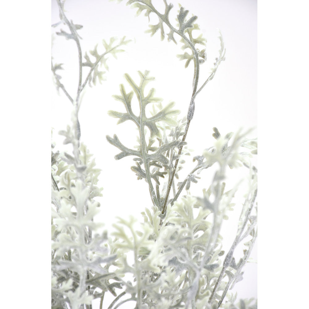 Rama Dusty Miller Natural 20"