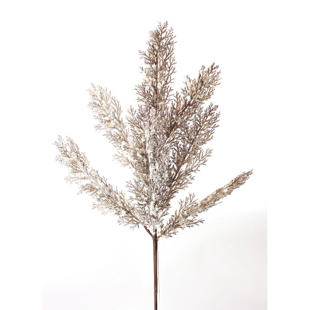 Rama de Pino Cedar Café