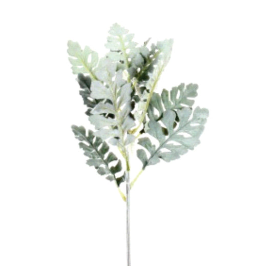 DUSTY MILLER 24"