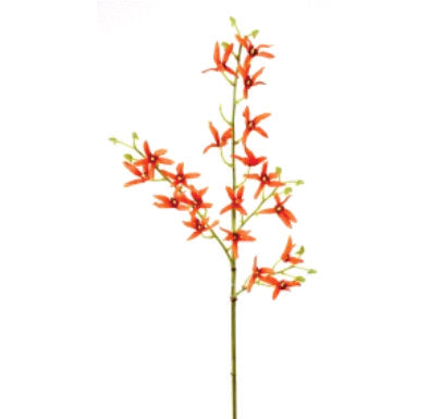 SPIDER ORCHID