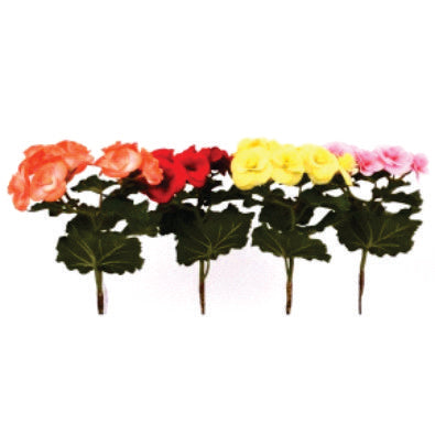 Begonia