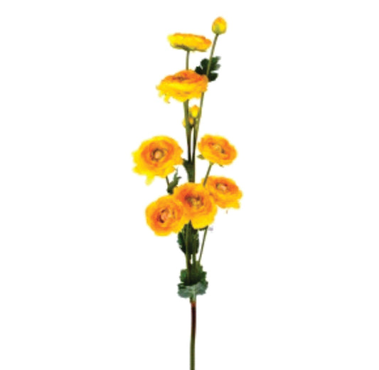 RANUCULUS AMARILLA