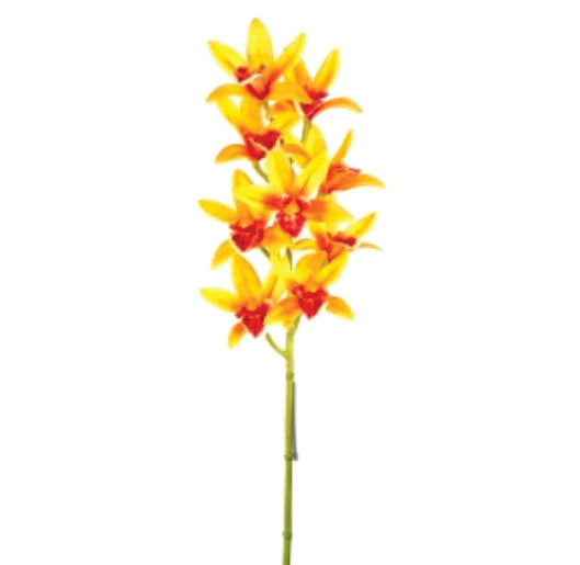 Cymbidium Amarilla