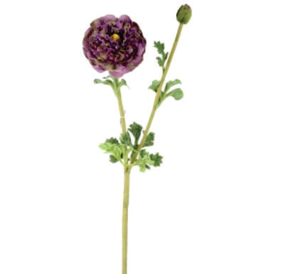RANUNCULUS PURPLE